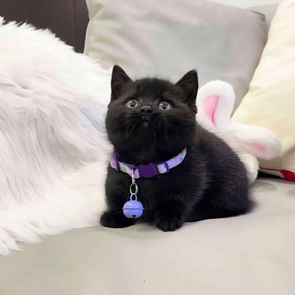 Munchkin