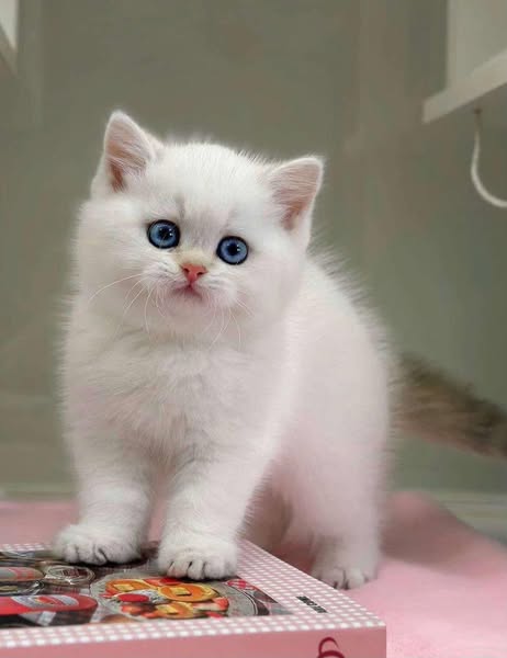 British Shorthair