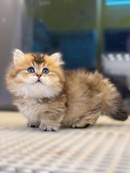 Munchkin Fold Longhair
