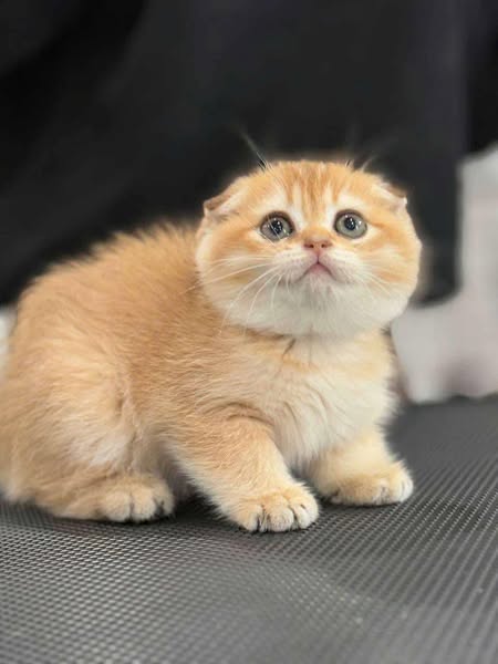 Scottish Fold
