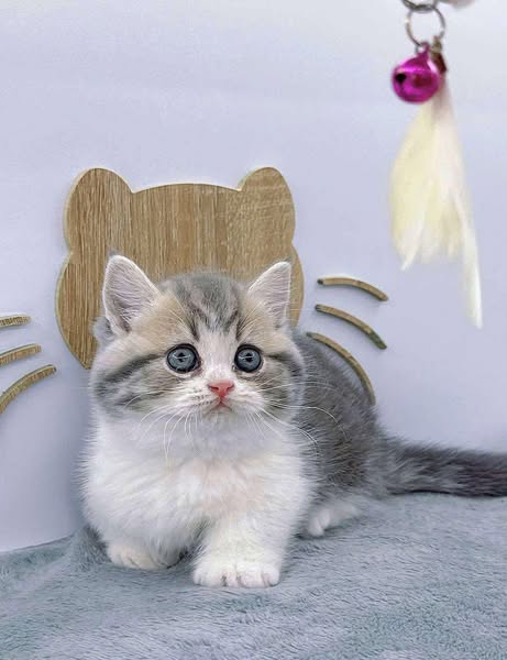 Munchkin