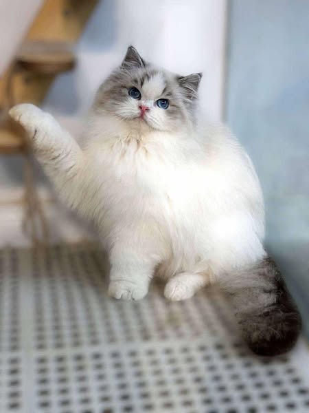 Ragdoll