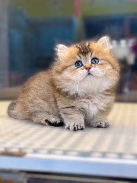 Munchkin Fold Longhair