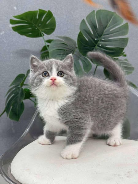 British Shorthair