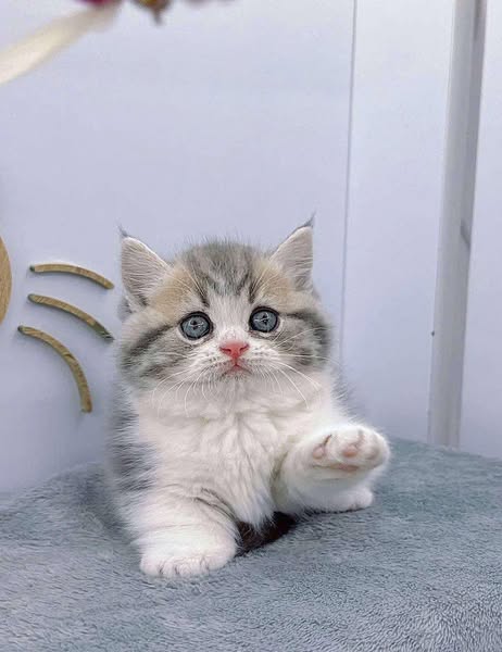 Munchkin
