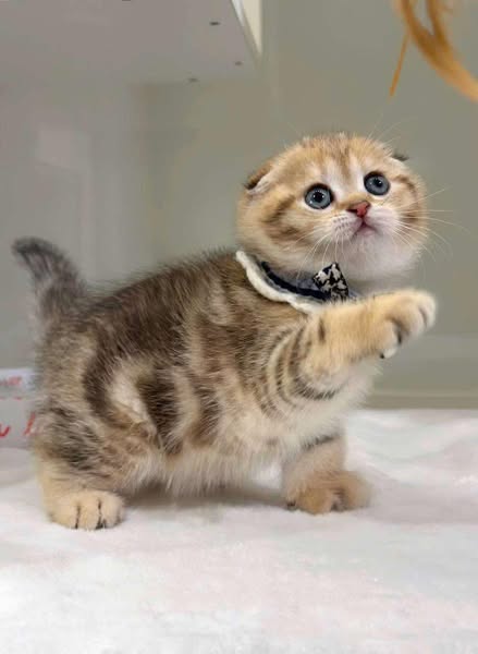 Scottish Fold