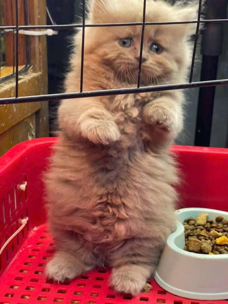 Munchkin Longhair