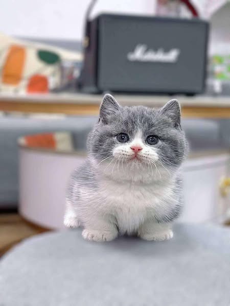 Munchkin