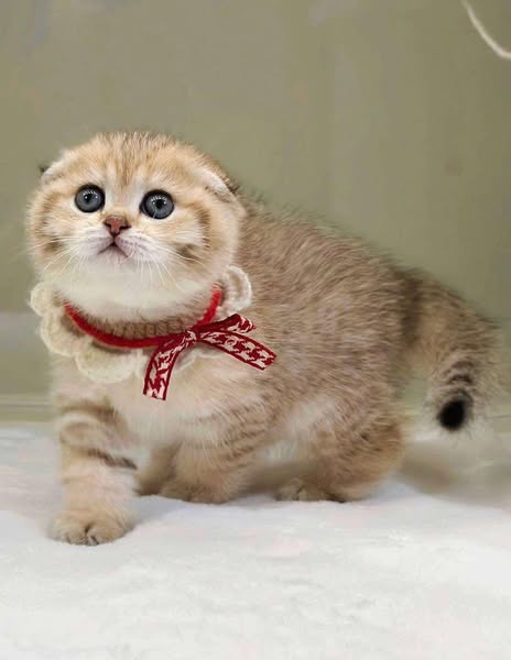 Scottish Fold
