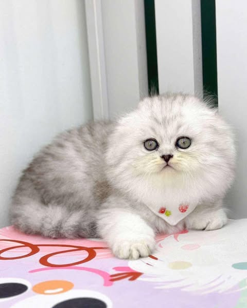 Scottish Fold Longhair