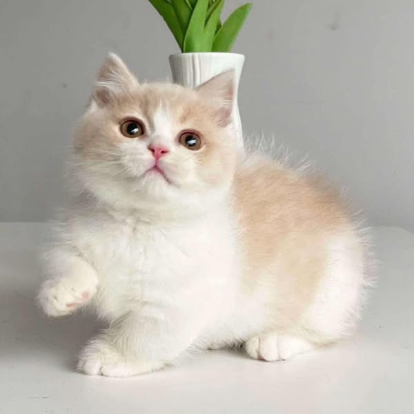 Munchkin