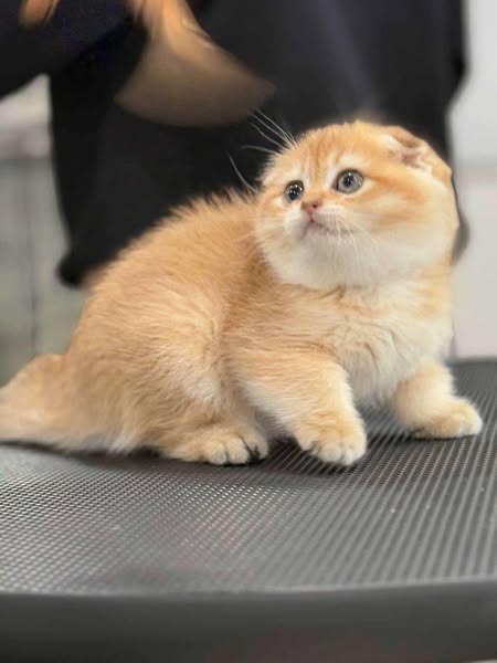 Scottish Fold