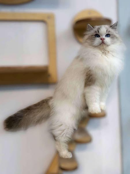 Ragdoll