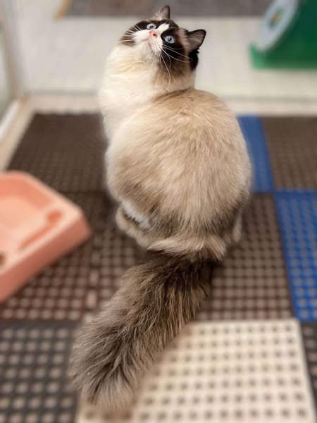Ragdoll