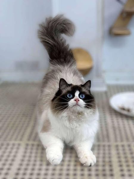 Ragdoll