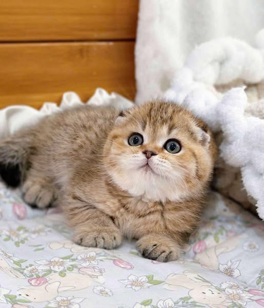 Scottish Fold