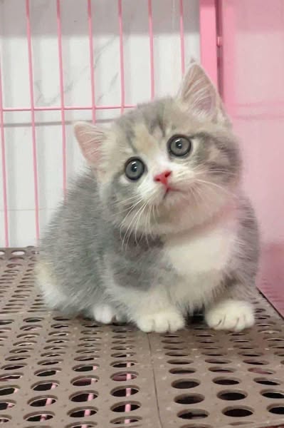 Munchkin
