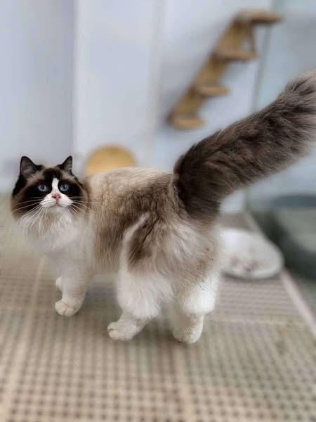 Ragdoll