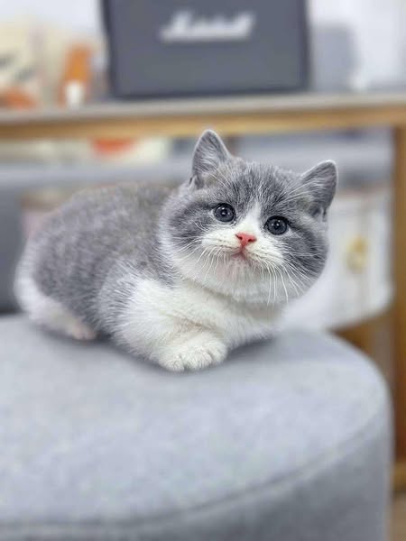 Munchkin