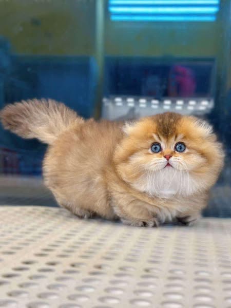 Munchkin Fold Longhair