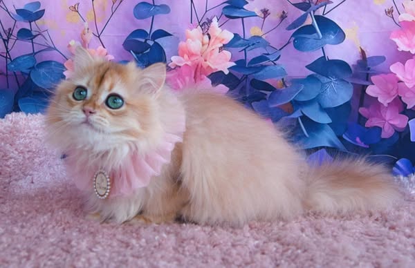British Longhair