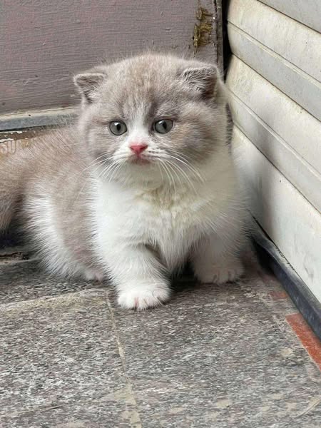 Munchkin Fold