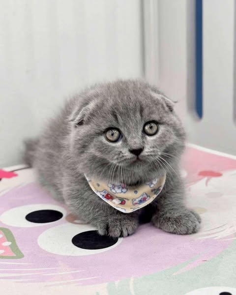 Munchkin Fold