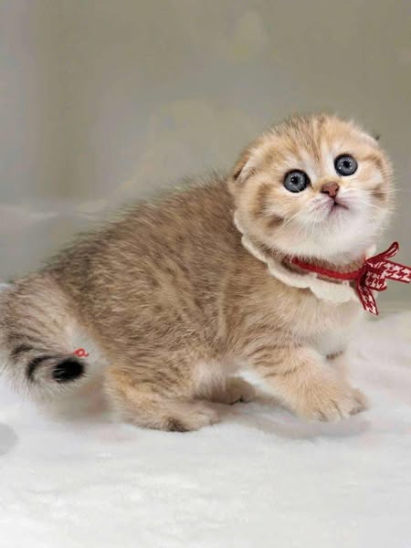 Scottish Fold