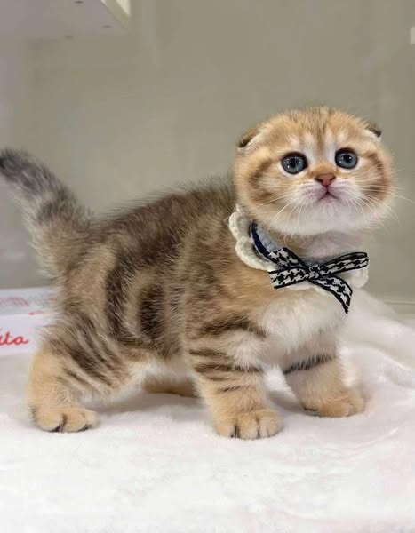 Scottish Fold