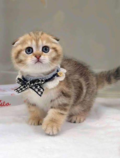 Scottish Fold