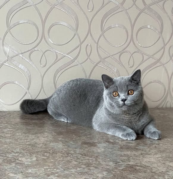 British Shorthair