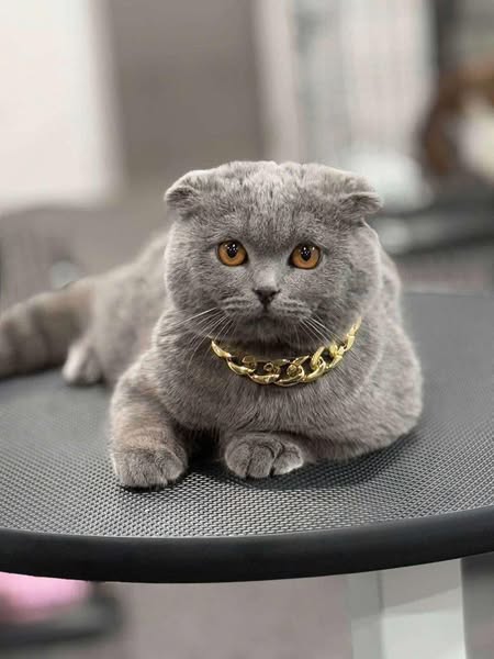 Scottish Fold