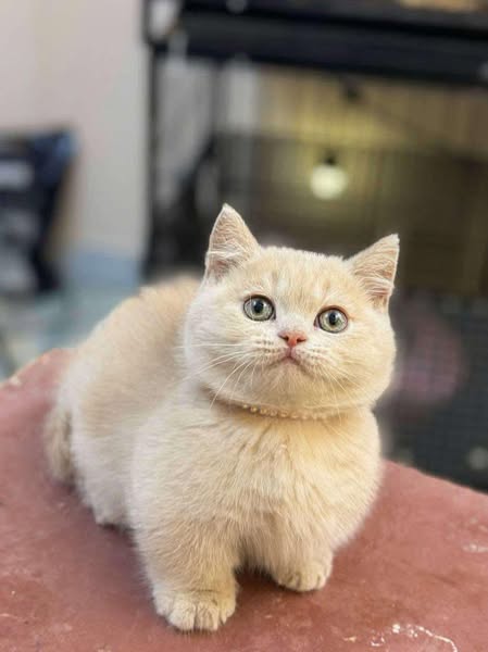 Munchkin