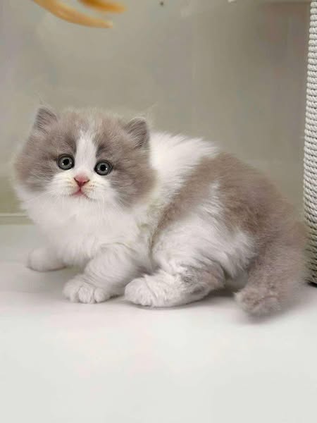 British Longhair