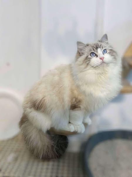 Ragdoll