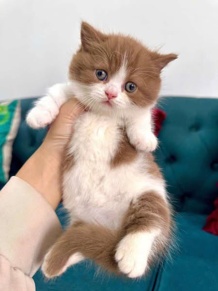 Munchkin