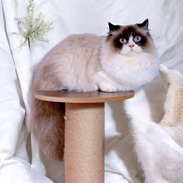 Ragdoll