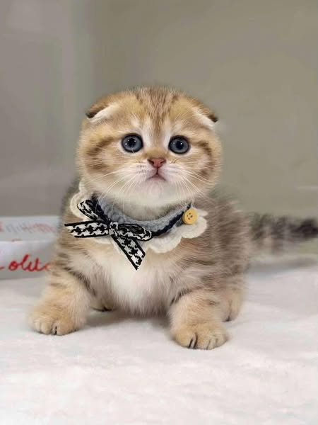 Scottish Fold