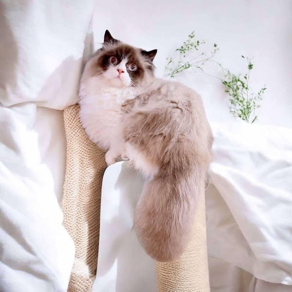Ragdoll