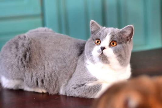 British Shorthair