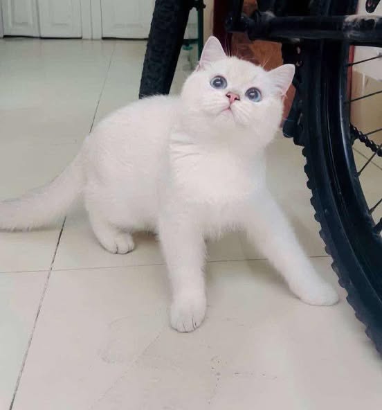 British Shorthair