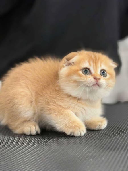 Scottish Fold