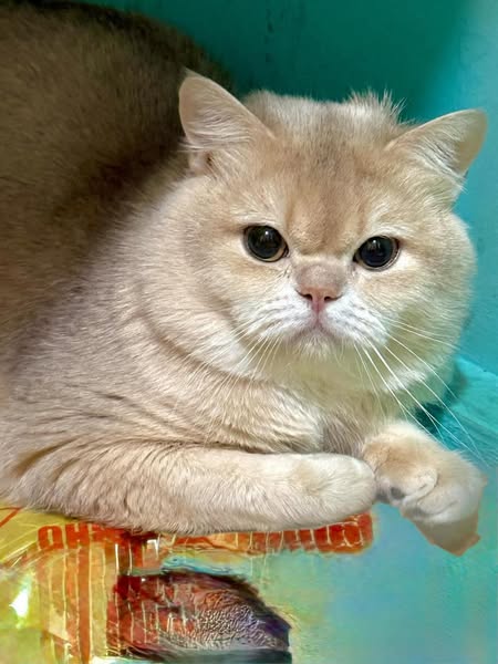 British Shorthair