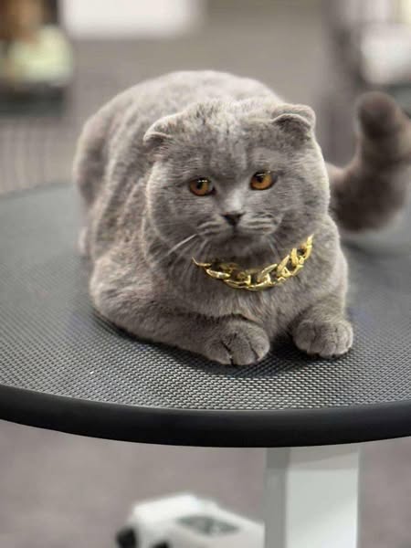 Scottish Fold