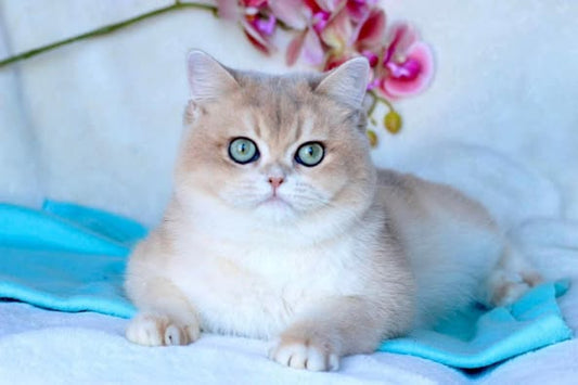 British Shorthair