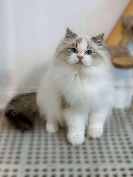 Ragdoll