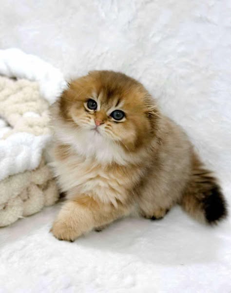 Scottish Fold Longhair