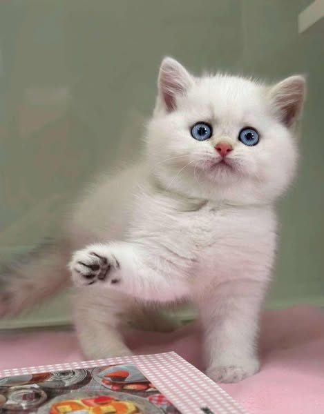 British Shorthair