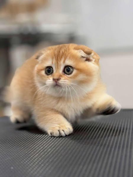 Scottish Fold