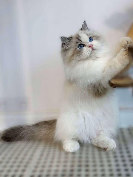 Ragdoll